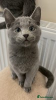 Russian Blue cats - Advert 3