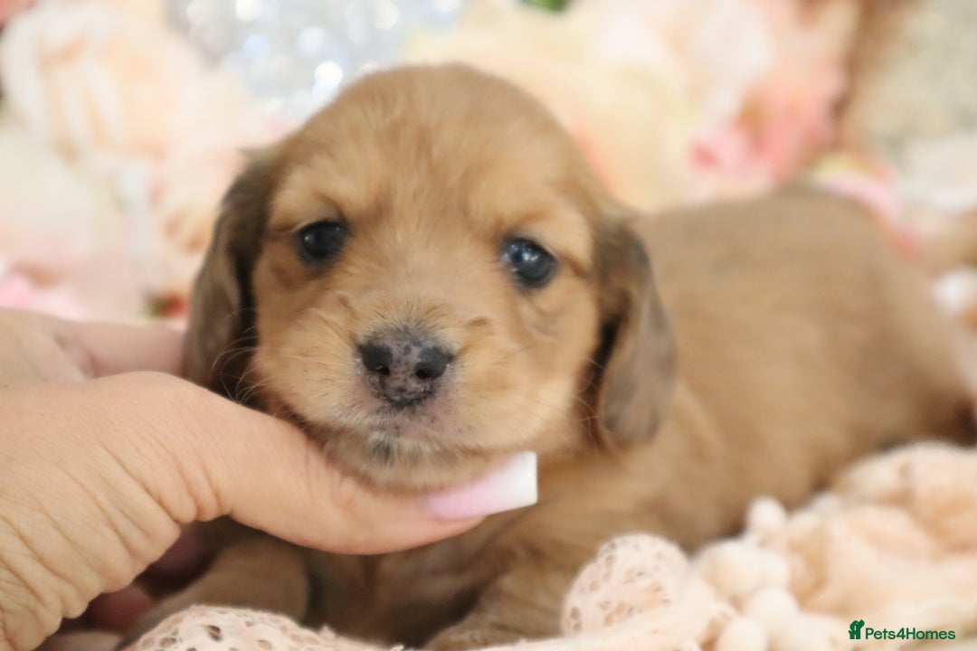 Miniature Dachshund dogs for sale: KC Registered Miniature Dachshund Puppies - Image 9