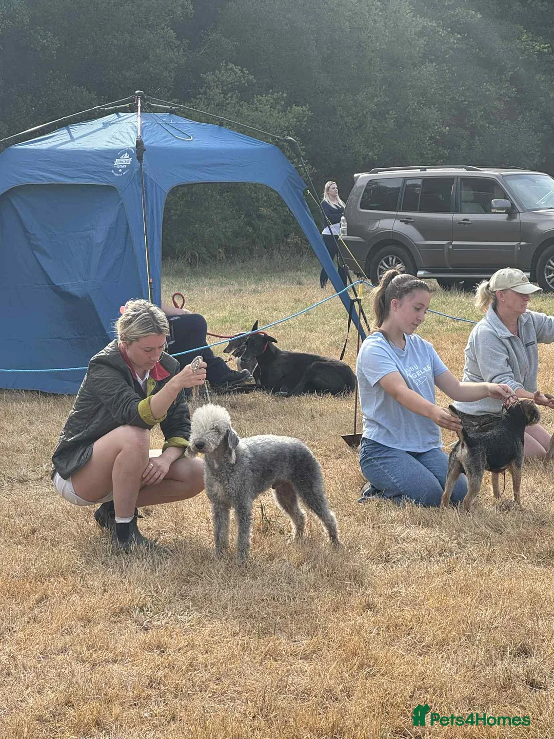 Mixed Breed dogs for sale: Beddywhippets  in North Tawton - Advert 32