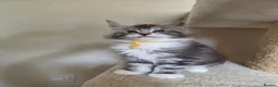 Maine Coon cats for sale: Outstanding Quality shaded line Boys - Advert 4