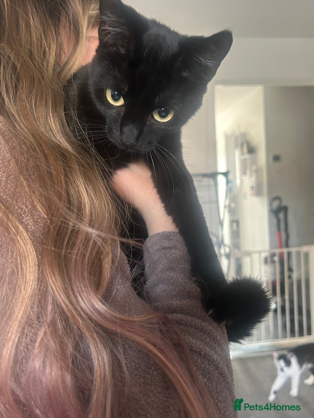 Mixed Breed cats for sale: 10 month old kittens  - Image 4