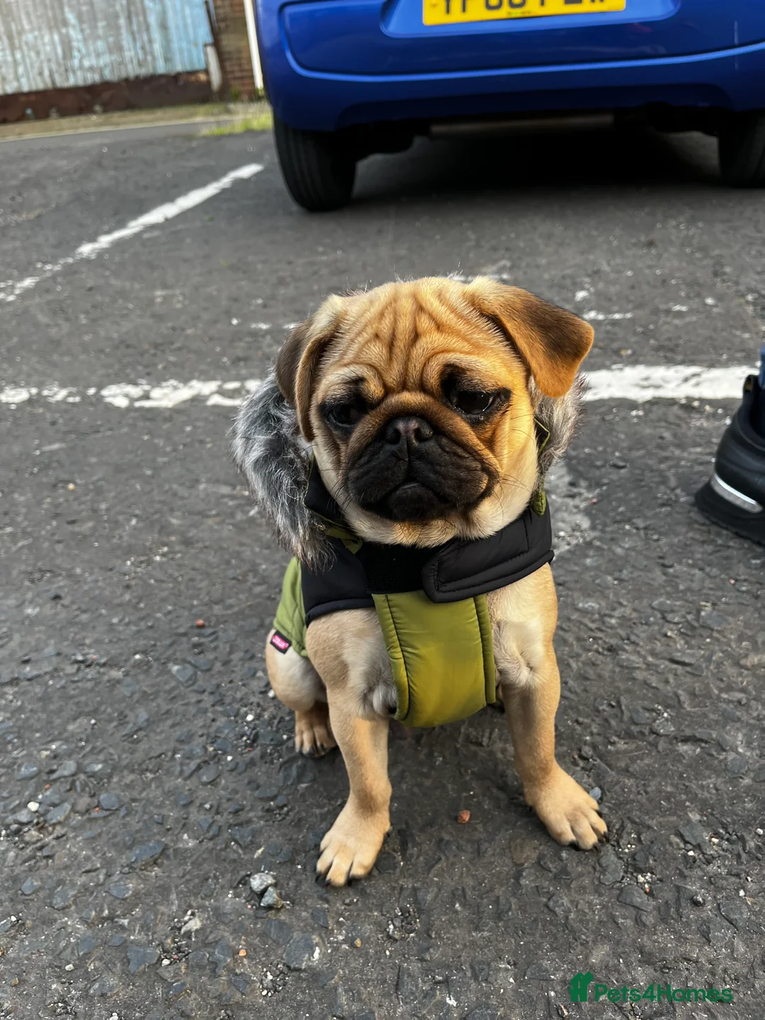 Pug dogs for stud: 🐾Handsome Pug Stud Available🐾 - Advert 4