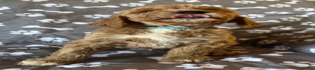 Standard Poodle Puppy 4