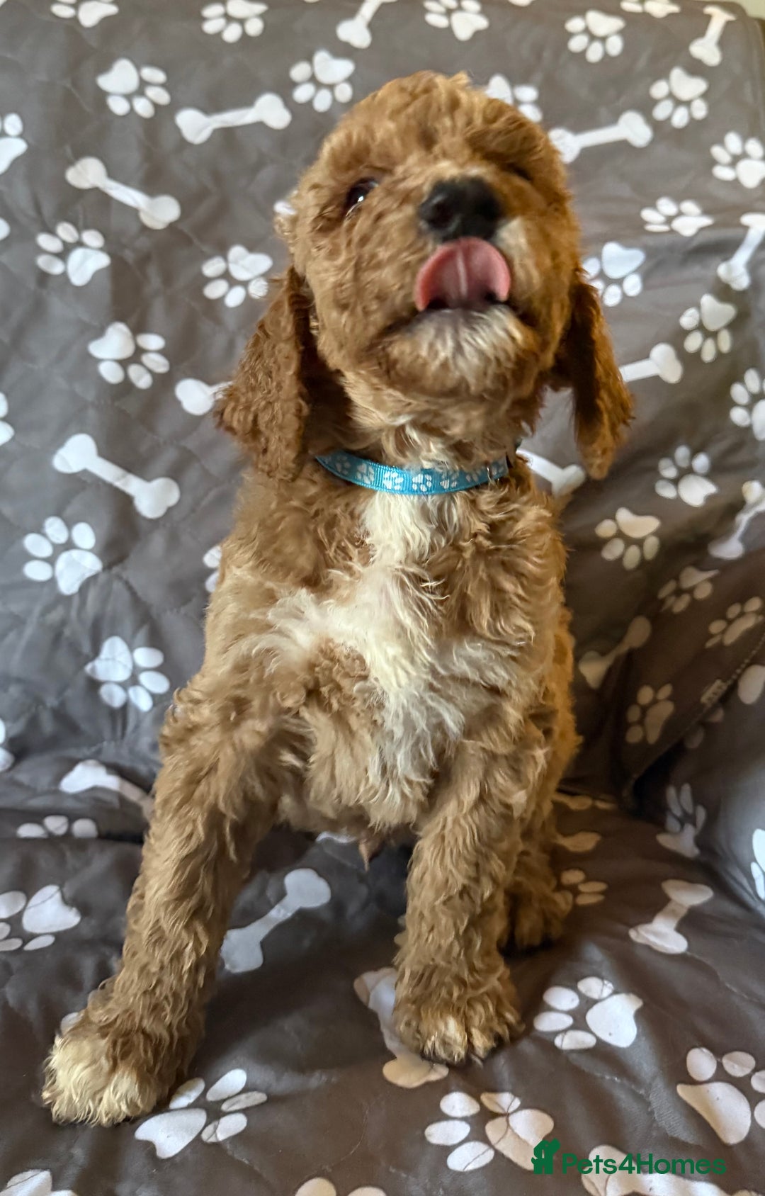 Standard Poodle dogs for sale: Standard Poodle Puppies  - Image 2