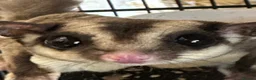 Sugar Glider rodents for sale: Young gliders ready for new home  - Advert 3