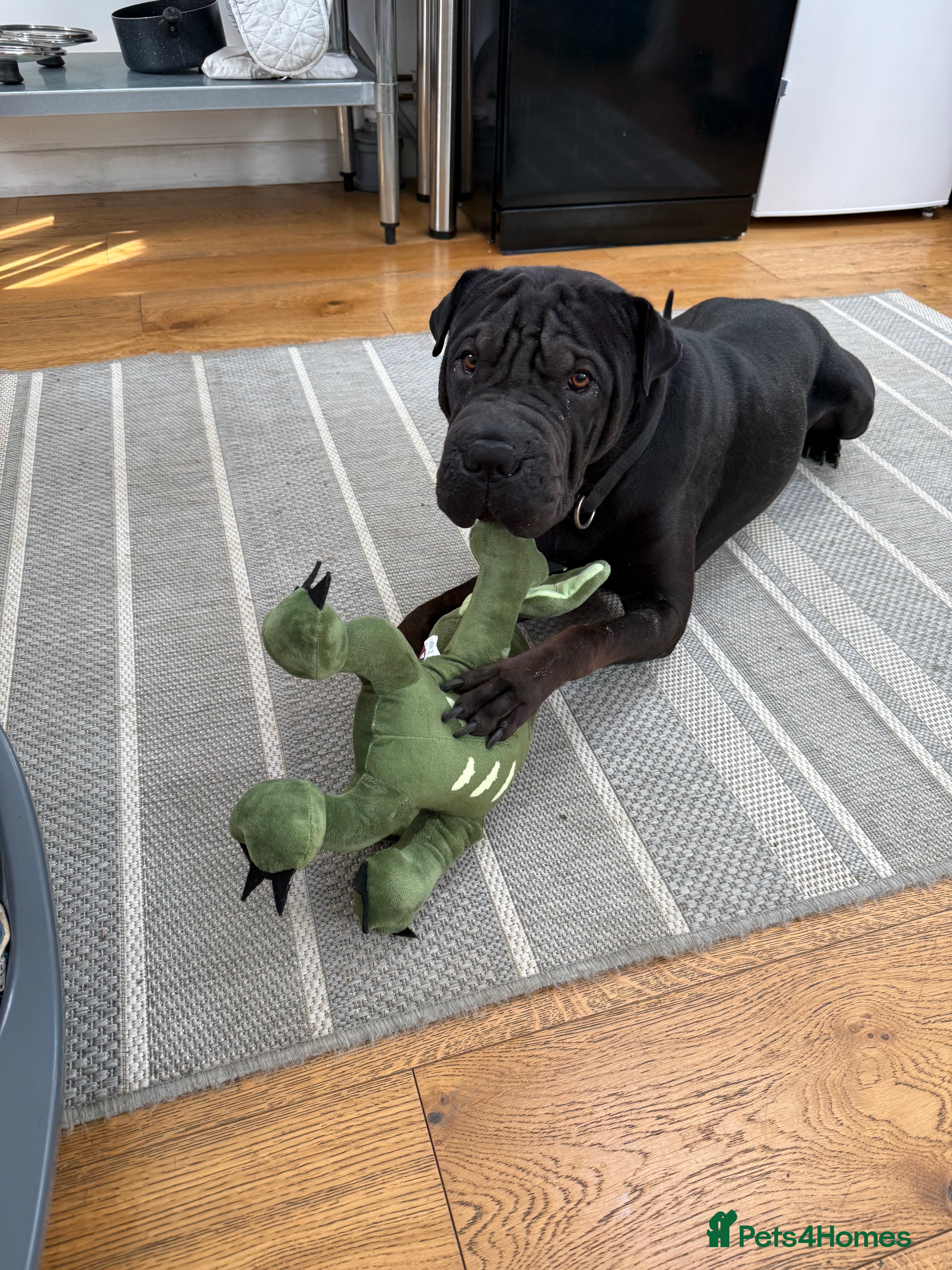 Mixed Breed dogs 2 year old Sharweiler (Sharpei x Rottweiler) - Advert 9