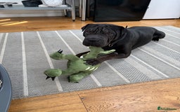 Mixed Breed dogs for sale: 2 year old Sharweiler (Sharpei x Rottweiler) - Image 1