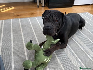 Mixed Breed dogs - Advert 7