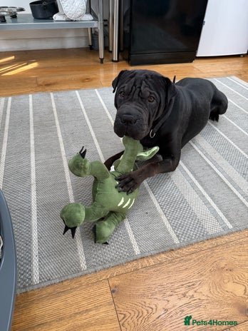 Mixed Breed dogs - Advert 11