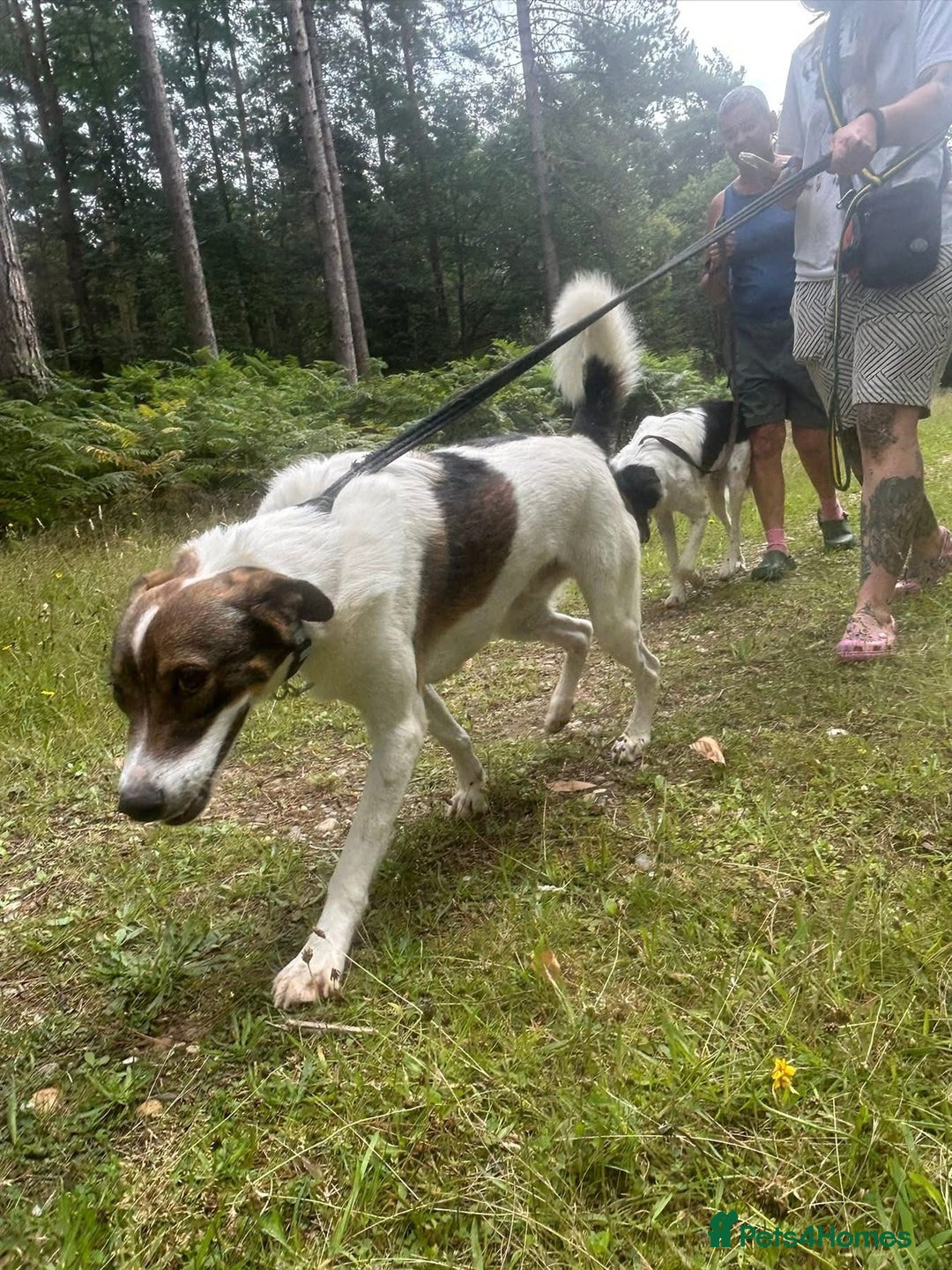 Mixed Breed dogs for adoption: Eddie - Norwich Norfolk  - Image 14