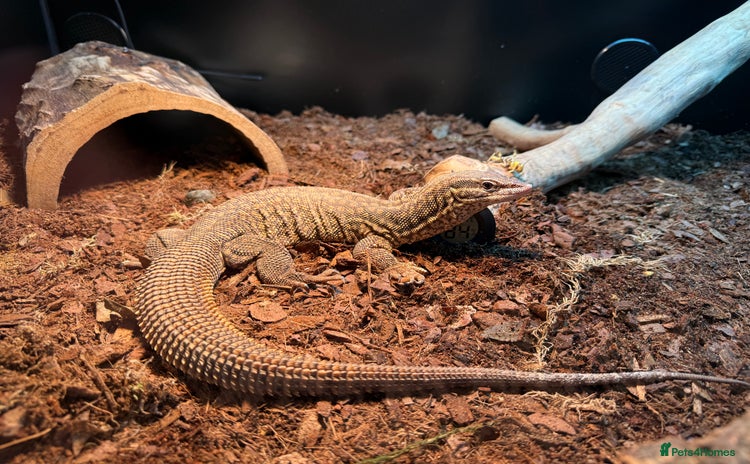 Monitor reptiles - Advert 1