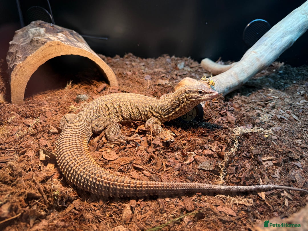 Monitor reptiles for sale: Ackie monitor  - Image 1