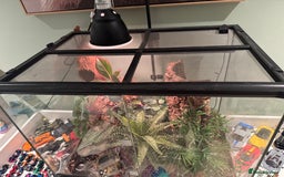 Gecko reptiles for sale: 2 female crested geckos, unusual colours  - Image 11