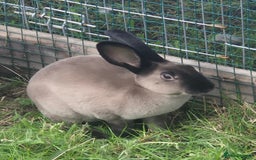 Rex rabbits for sale: Rex Rabbits 13-15 weeks - Image 1