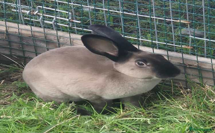 Rex rabbits - Advert 1