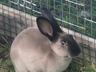 Rex rabbits - Advert 6