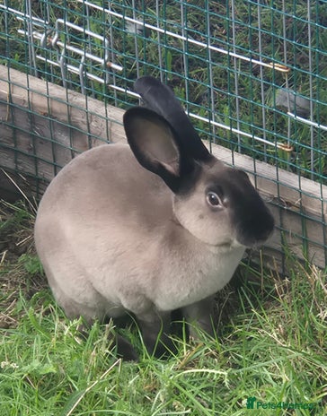 Rex rabbits - Advert 6