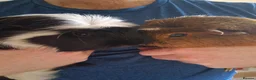 Guinea Pig rodents for sale: Two male guinea pigs in Newtownabbey - Advert 2
