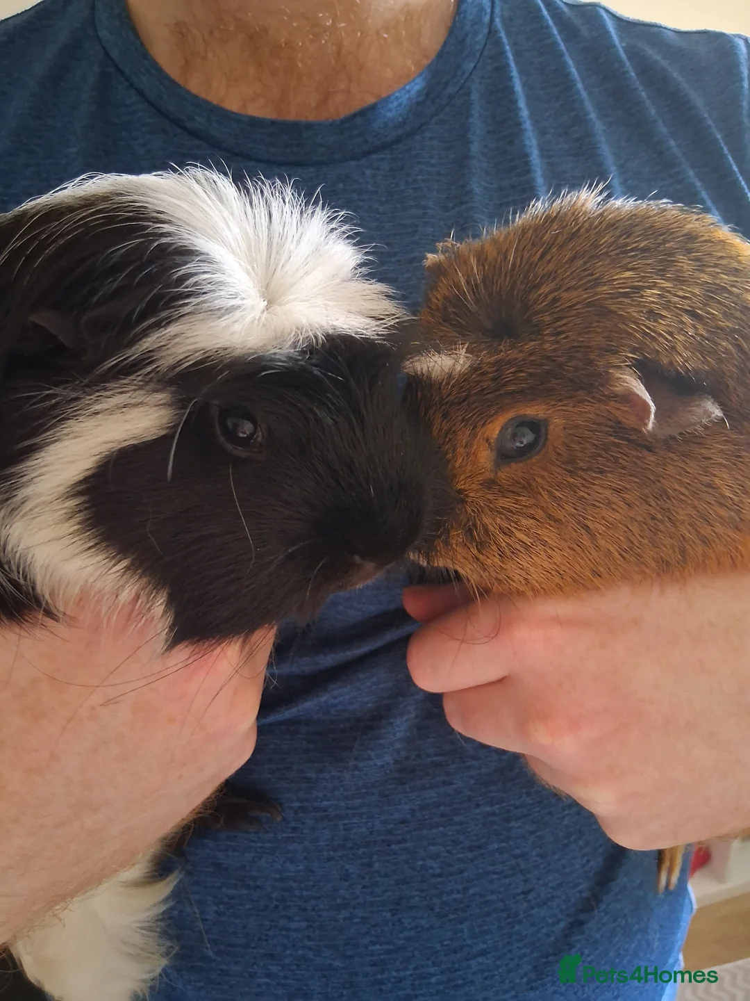 Guinea Pig rodents for sale: Two male guinea pigs in Newtownabbey - Advert 2