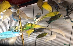 Budgerigars birds for sale: Beautiful baby budgies for sale. - Image 13