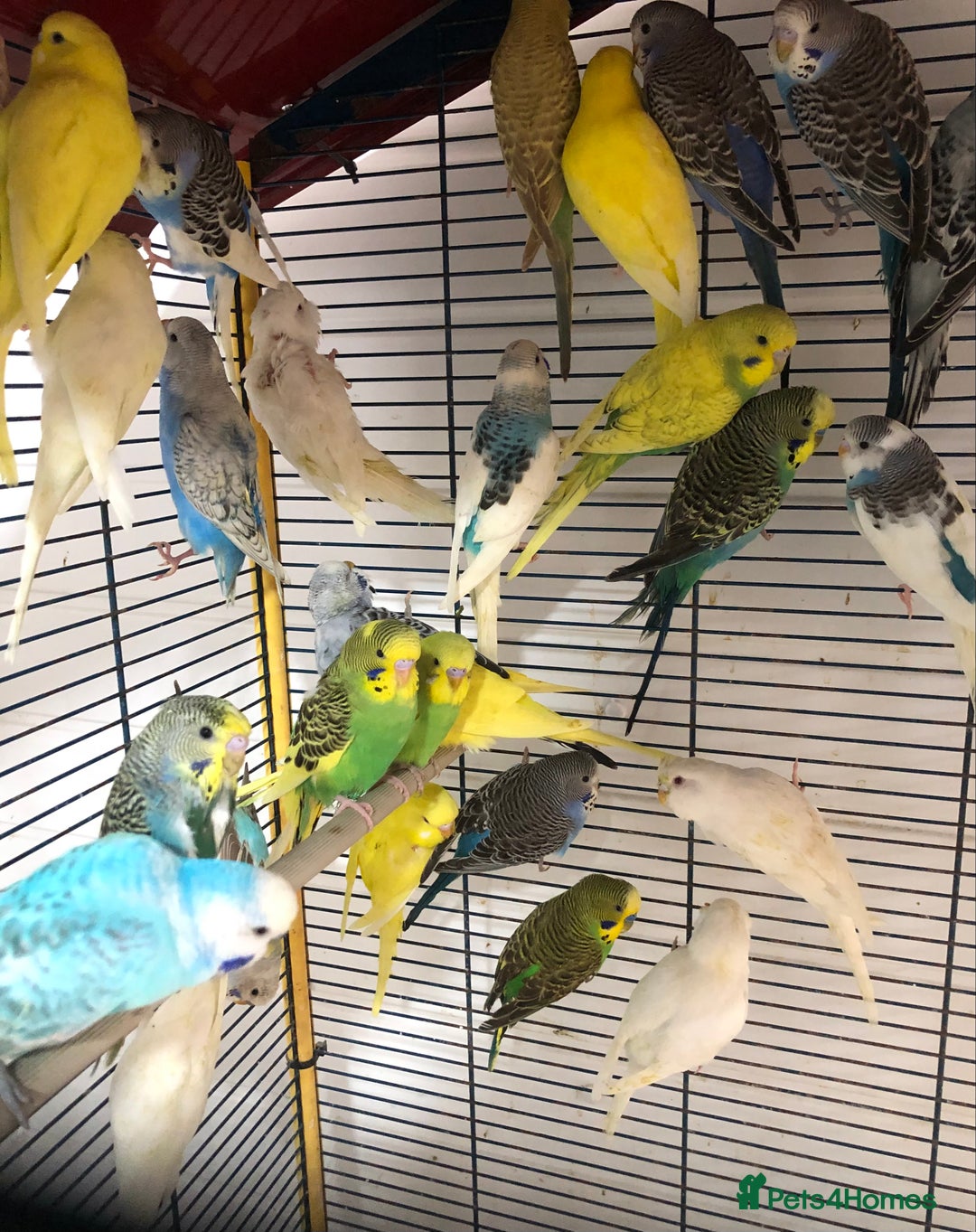 Budgerigars birds for sale: Beautiful baby budgies for sale. - Image 13