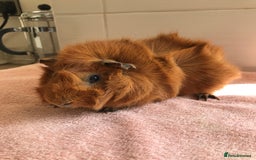 Guinea Pig rodents for sale: Two young Sows and Older boars - Image 12