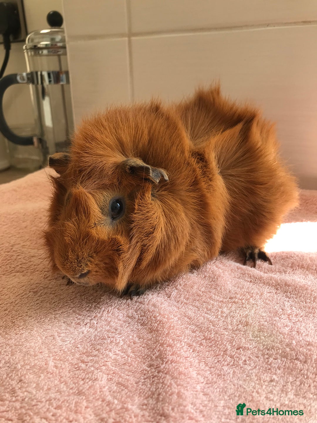 Guinea Pig rodents for sale: Two young Sows and Older boars - Image 12