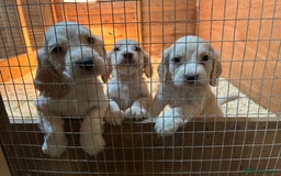 Cocker Spaniel dogs for sale: Cocker spaniel puppies  - Image 2