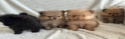 Pomeranian dogs for sale: READY TO GO🩵🐻2 stunning KC Pomeranian puppies🐻 - Advert 18