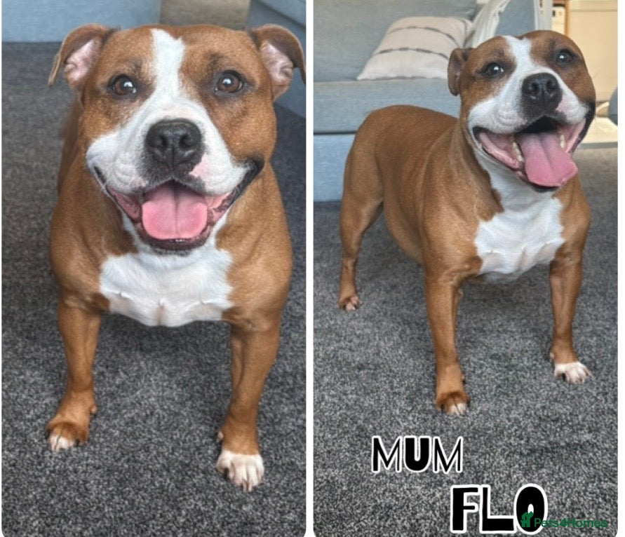 Staffordshire Bull Terrier dogs 🔥🔥STUNNING RED STAFF BULL TERRIER PUPPIES🔥🔥 - Advert 6