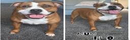 Staffordshire Bull Terrier dogs for sale: 🔥🔥STUNNING RED STAFF BULL TERRIER PUPPIES🔥🔥 - Advert 1