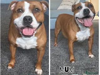 Staffordshire Bull Terrier dogs 🔥🔥STUNNING RED STAFF BULL TERRIER PUPPIES🔥🔥 - Advert 3