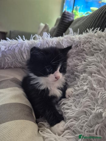 Ragdoll cats - Advert 6