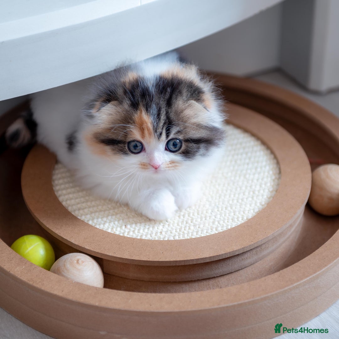 Scottish Fold cats for sale: Rare colour Scottish from award-winneng parents in London - Image 4