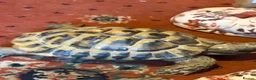 Hermann Tortoise reptiles for sale: Two male Herman tortoises  in Portsmouth - Advert 13