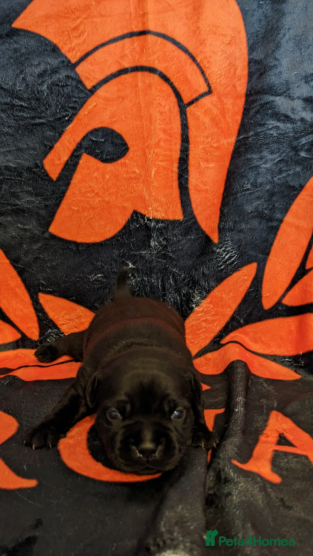 Staffordshire Bull Terrier dogs for stud: 🏆CHAMPION MICA AVAILABLE FOR STUD🏆 in Basingstoke - Advert 7