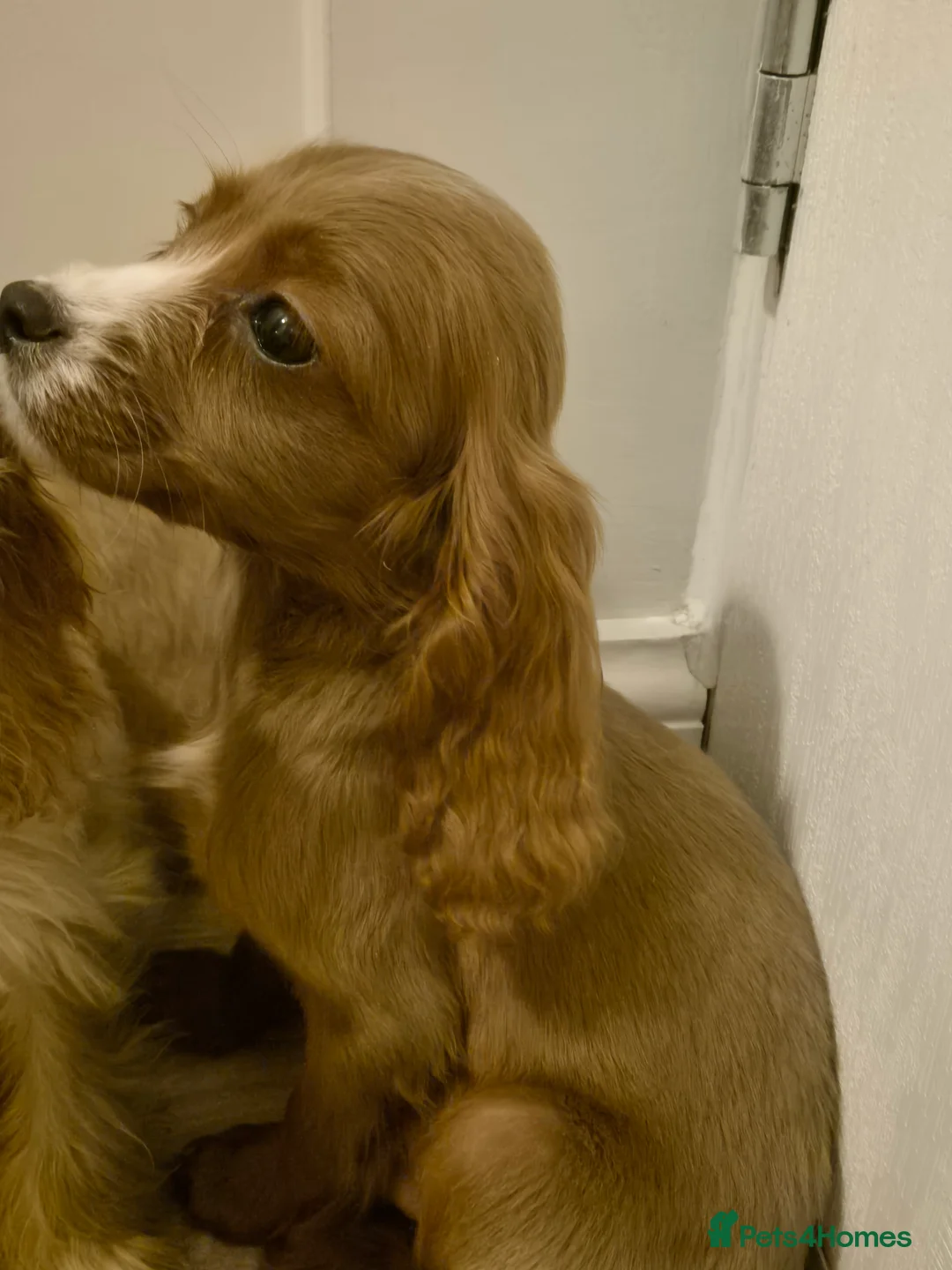 Cavapoo dogs for sale: Cavapoo - Advert 7