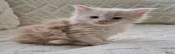 Maine Coon cats for sale: MAINE COON KITTENS in Wigton - Advert 11