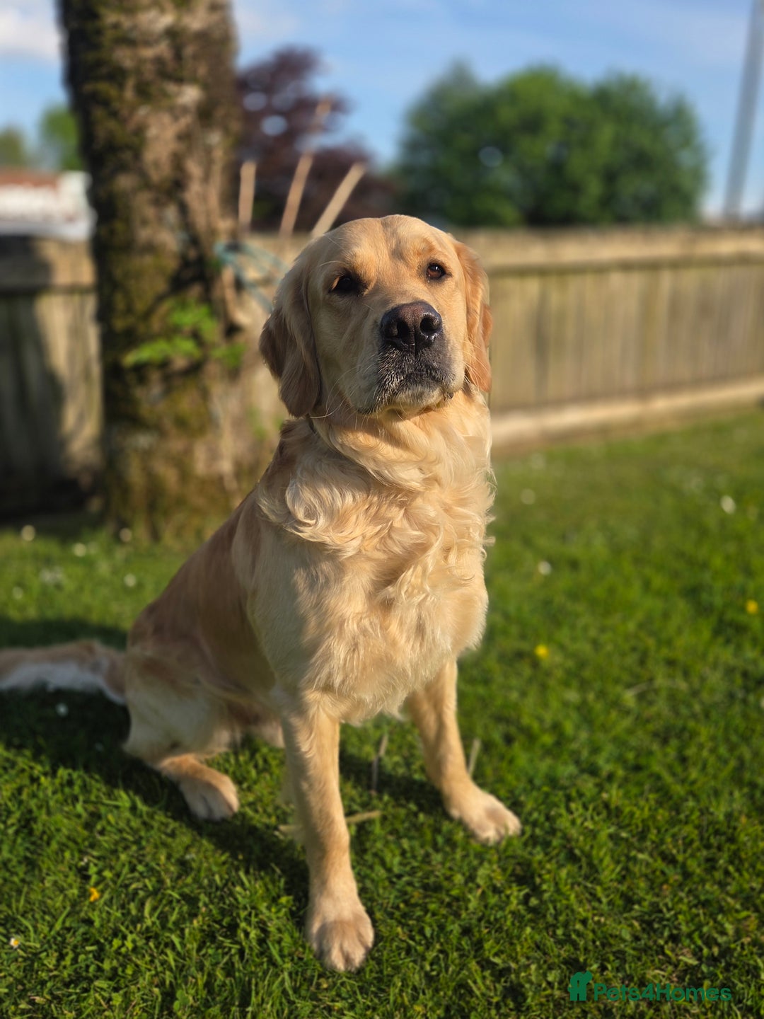 Golden Retriever dogs for stud: 0/0 Hips Proven Working Golden Retriever For Stud  in Taunton - Image 8