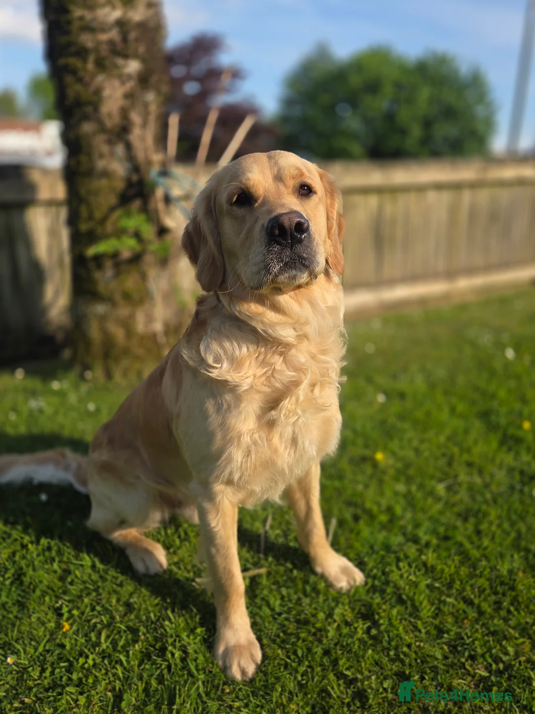 Golden Retriever dogs for stud: 0/0 Hips Proven Working Golden Retriever For Stud  in Taunton - Advert 8