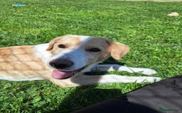 Mixed Breed dogs for adoption: 👑Rex👑 for adoption, coming into DONCASTER - Image 2