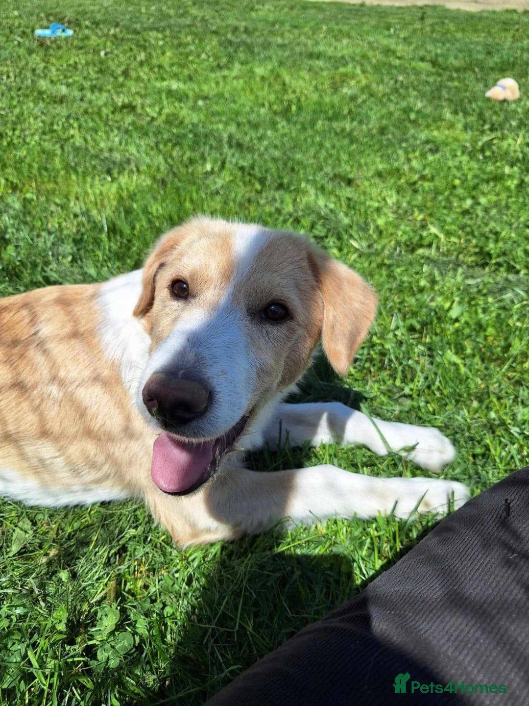 Mixed Breed dogs for adoption: 👑Rex👑 for adoption, coming into DONCASTER - Image 2