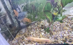 Gouramis fish for sale: Gourami catfish knife gish - Image 2
