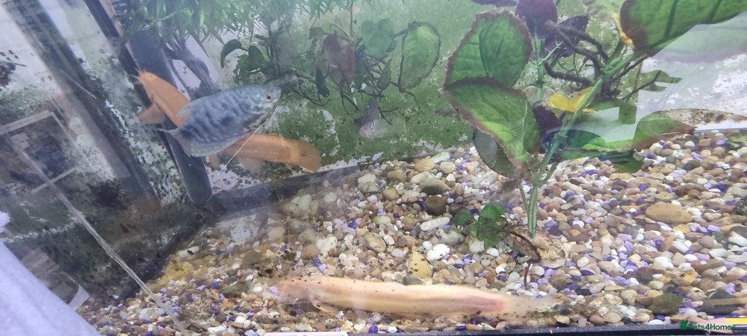 Gouramis fish for sale: Gourami catfish knife gish - Image 2