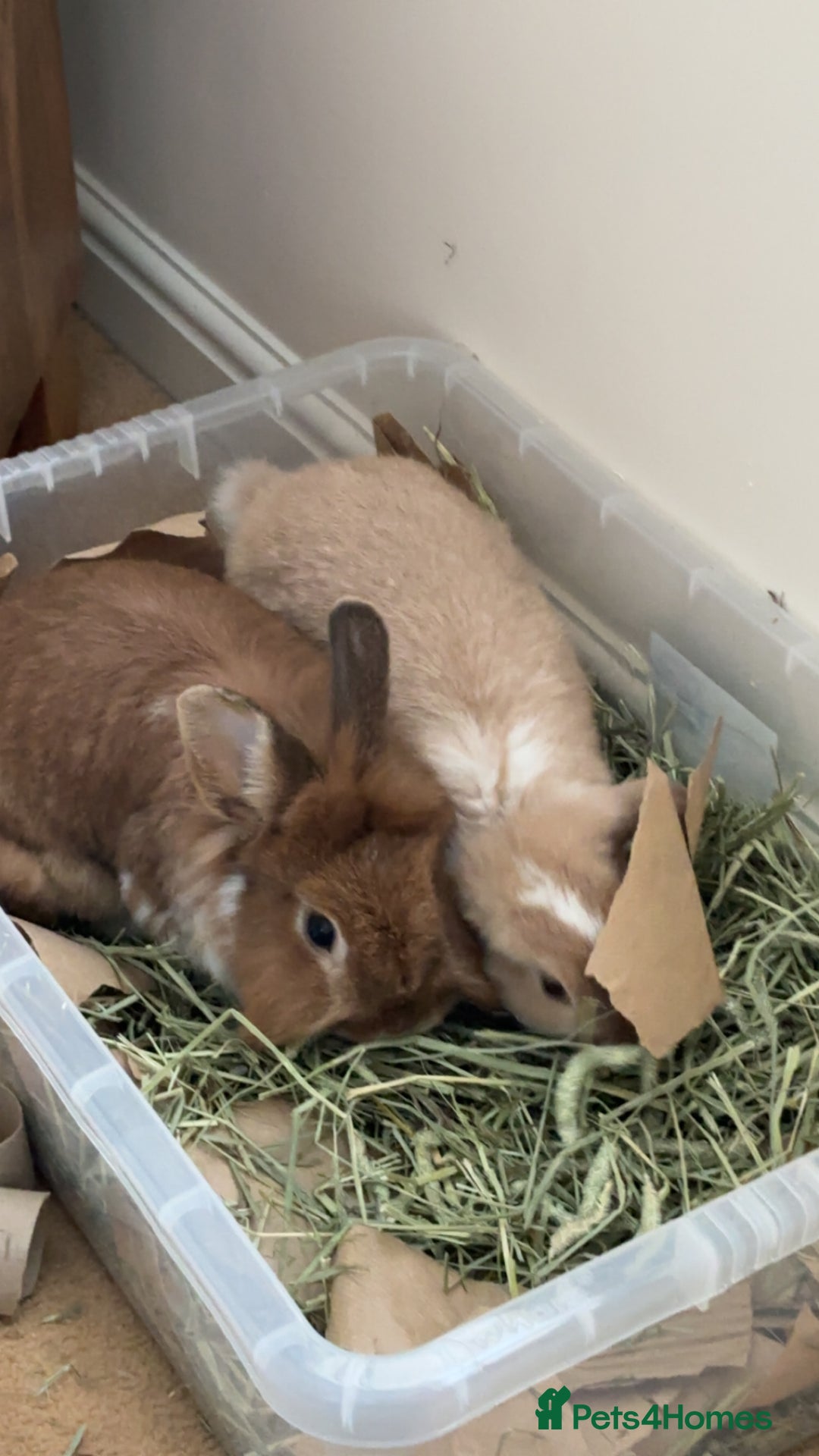 Lionhead rabbits for sale: Bonded pair  - Image 4