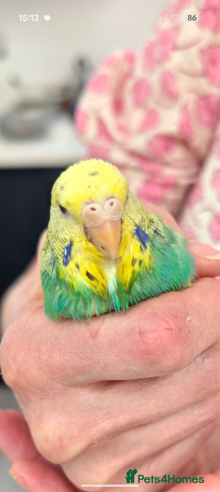 Budgerigars birds  Budgie hornchurch  - Advert 1