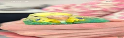 Budgerigars birds for sale:  Budgie hornchurch  - Advert 1