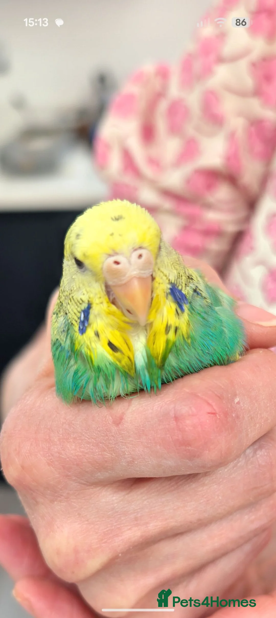 Budgerigars birds for sale:  Budgie hornchurch  - Advert 1