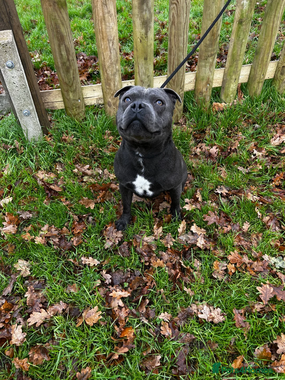 Staffordshire Bull Terrier dogs for stud: Exceptional Blue Staffordshire Stud Service -Milo in Brentford - Advert 5