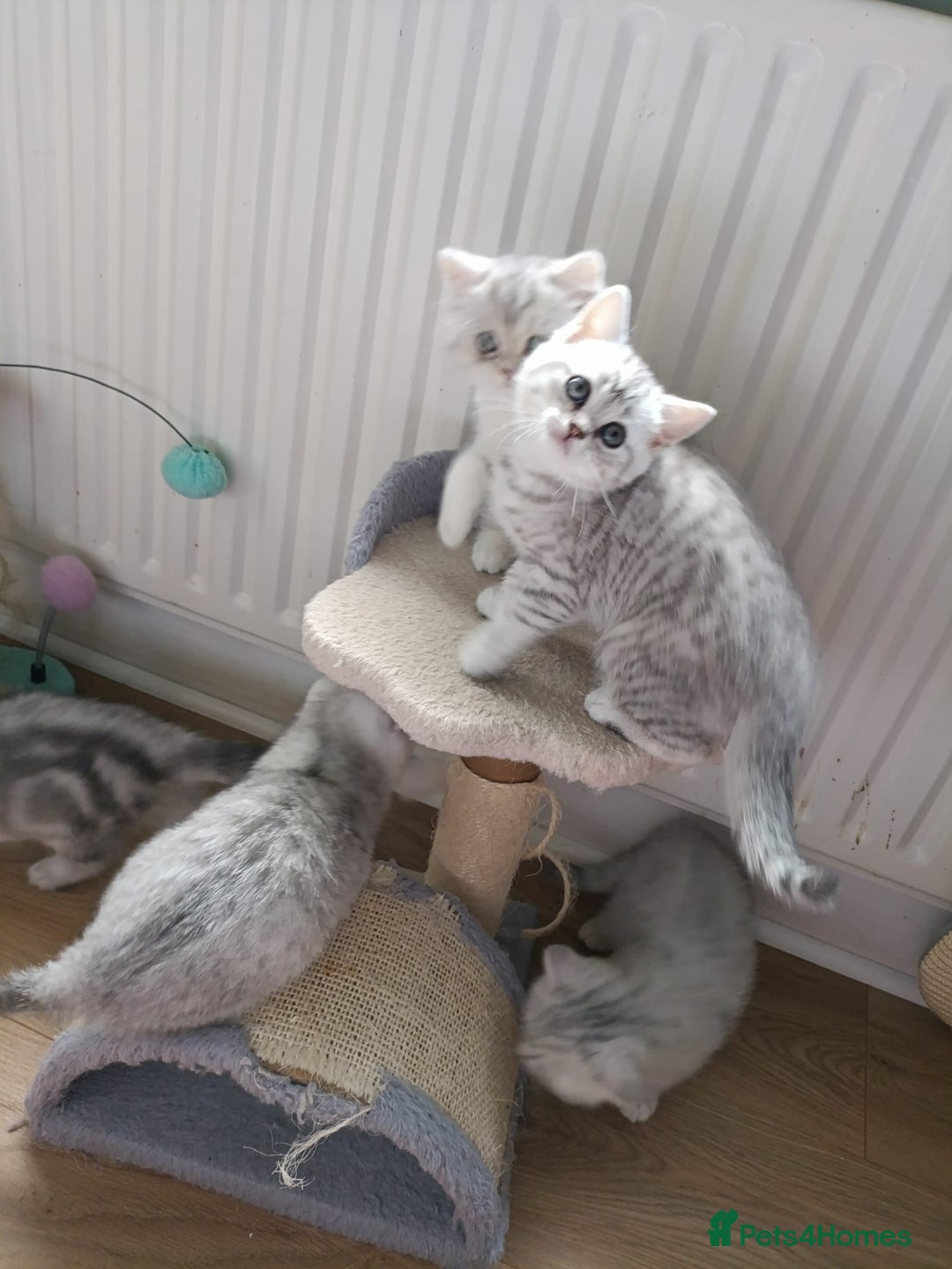 British Shorthair cats for sale: Beautiful  British Shorthair kittens  - Advert 22